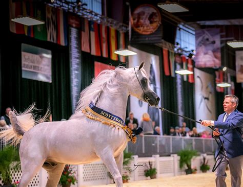 Horse shows online - Click the "Enter show" button to select the show you want to enter and follow the steps in the online entry wizard. Steps to enter a show: Select the show you want …